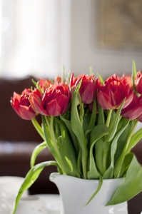 1388853_red_tulips