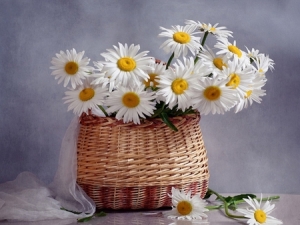 daisies in a wickerbag
